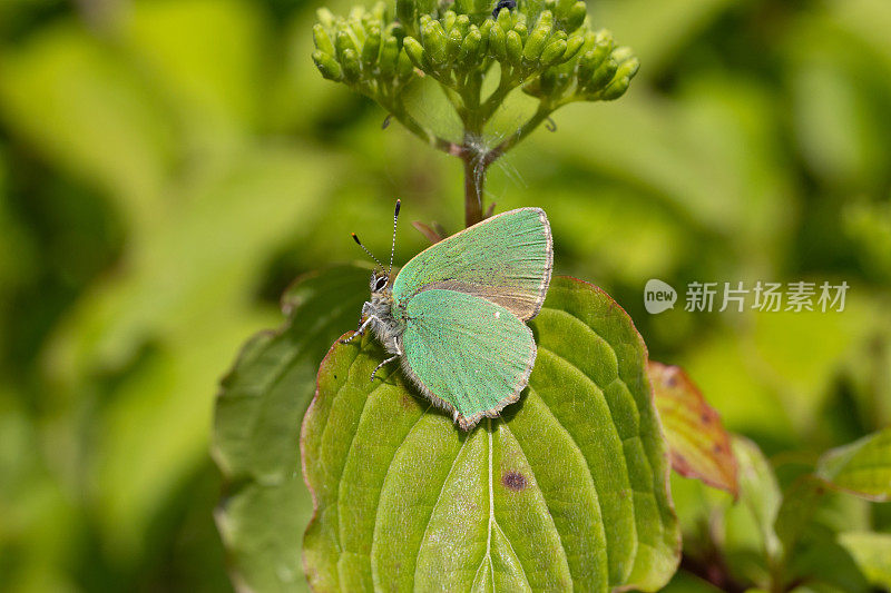 绿纹蝶(Callophrys Rubi)